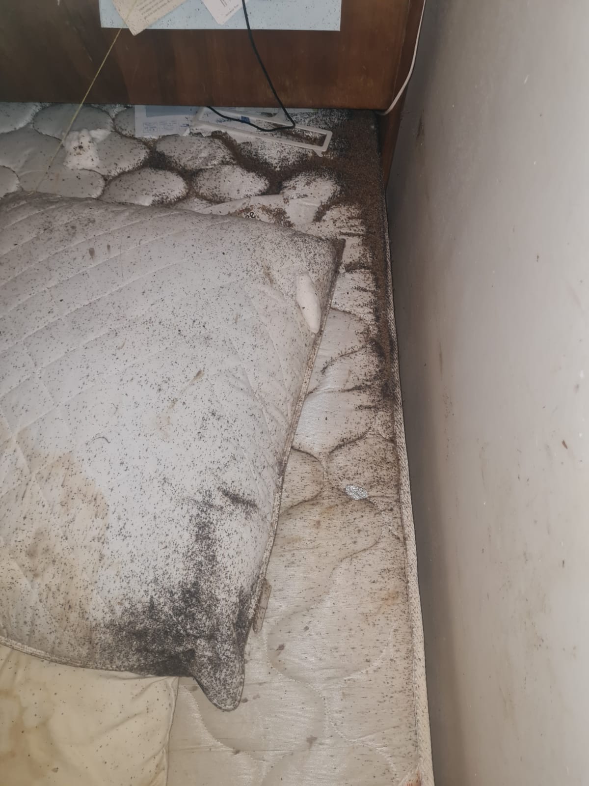 Comment éradiquer les nuisibles lors d'une infestation ?